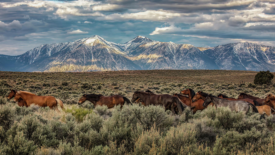 CV Wild Horses Photograph by John T Humphrey