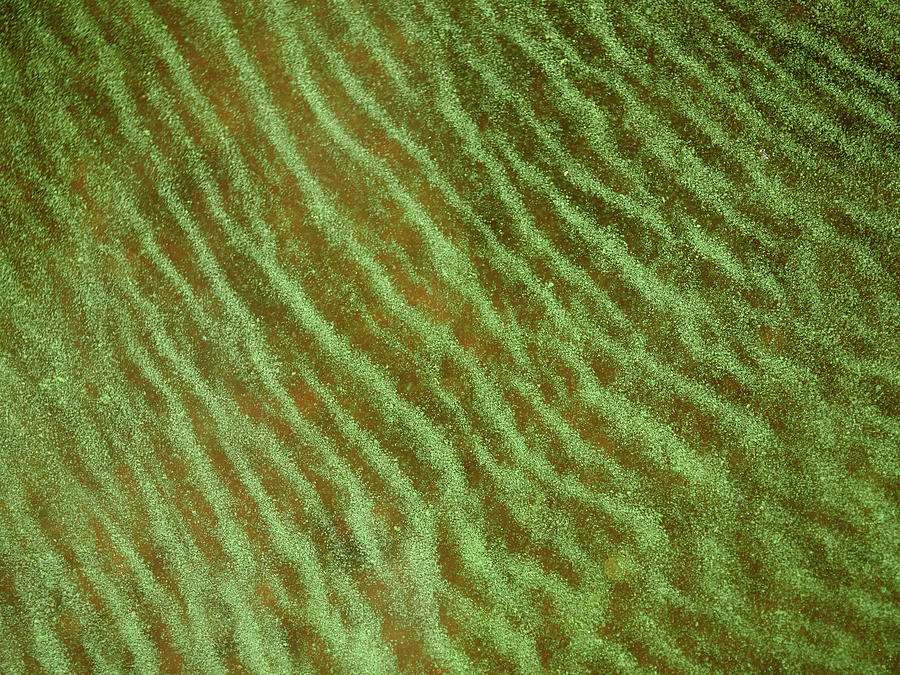Cyanobacteria carpet Photograph by Jouko Lehto