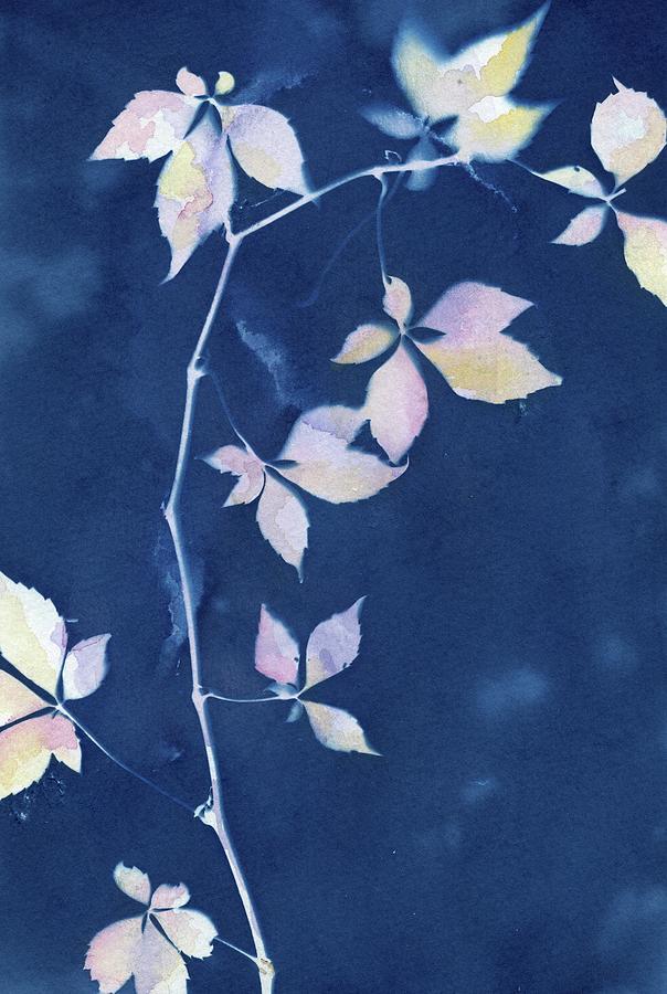 Cyanotype botanical  Photograph by Jane Linders