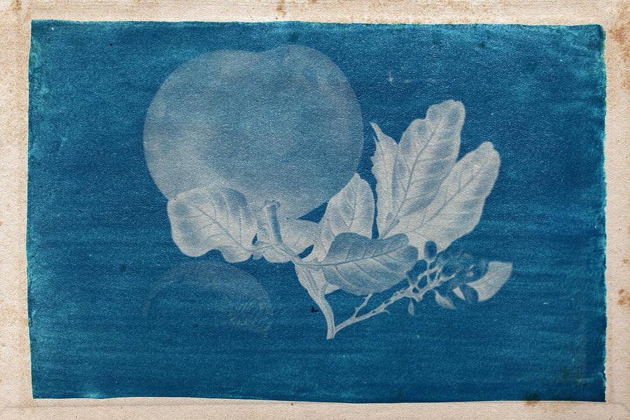Cyanotype Photo of a plant - 3 Photograph by Celestial Images