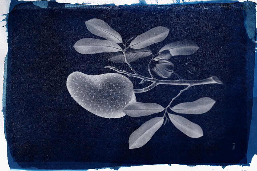 Cyanotype Photo of a plant - Annona muricata Blanco1.196 Photograph by Celestial Images