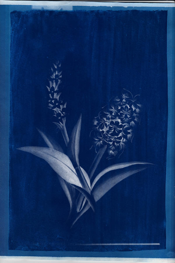Cyanotype Photo of a plant - medical botany - 10 Photograph by Celestial Images