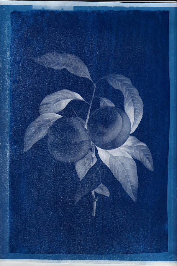 Cyanotype Photo of a plant - medical botany - 11 Photograph by Celestial Images