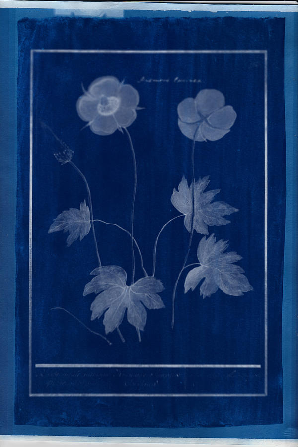 Cyanotype Photo of a plant - medical botany - 13 Photograph by Celestial Images