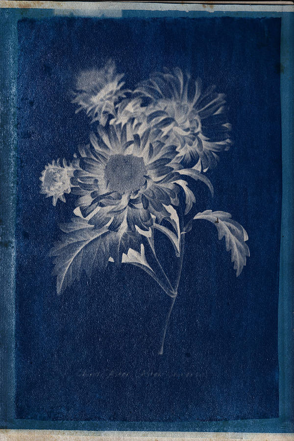 Cyanotype Photo of a plant - medical botany -  14 Photograph by Celestial Images