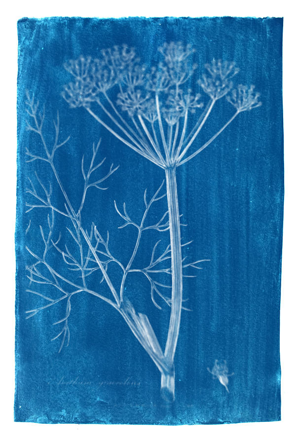 Cyanotype Photo of a plant - medical botany - 2 Photograph by Celestial Images