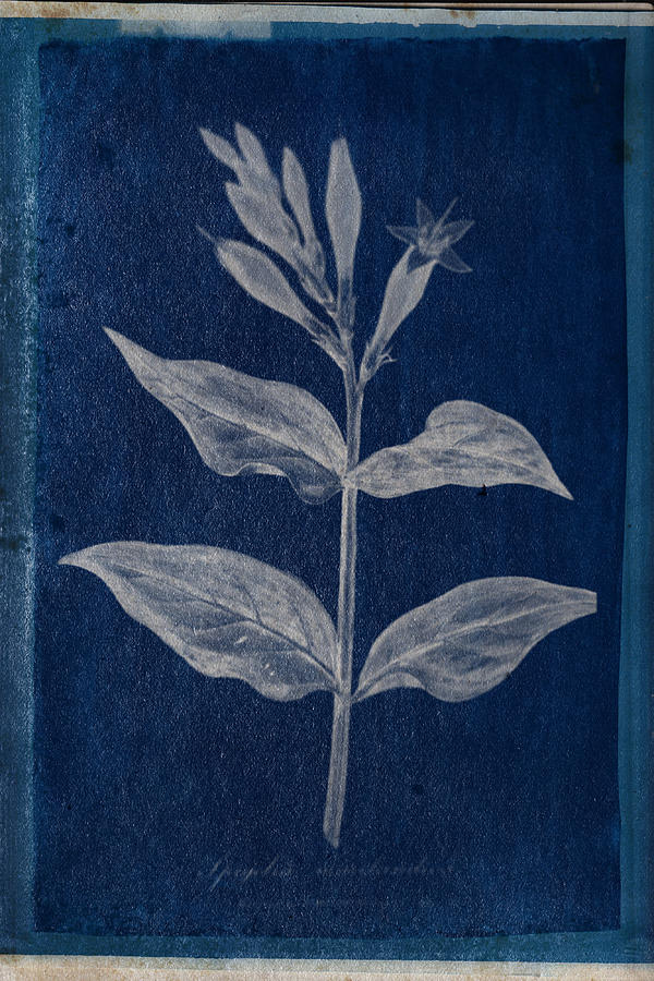 Cyanotype Photo of a plant - medical botany - 4 Photograph by Celestial Images