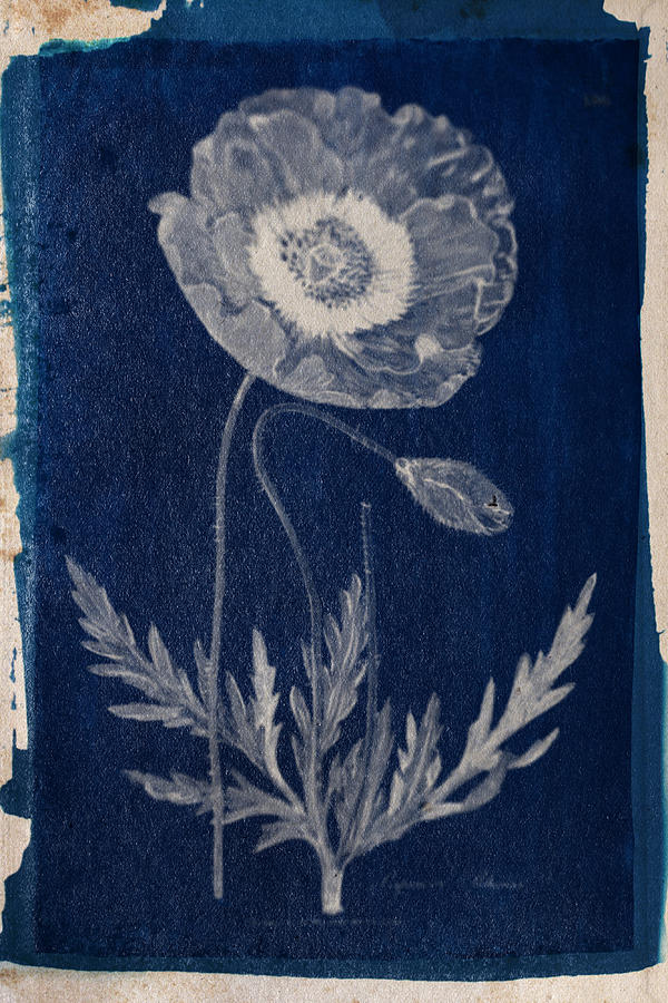 Cyanotype Photo of a plant - medical botany - 5 Photograph by Celestial Images