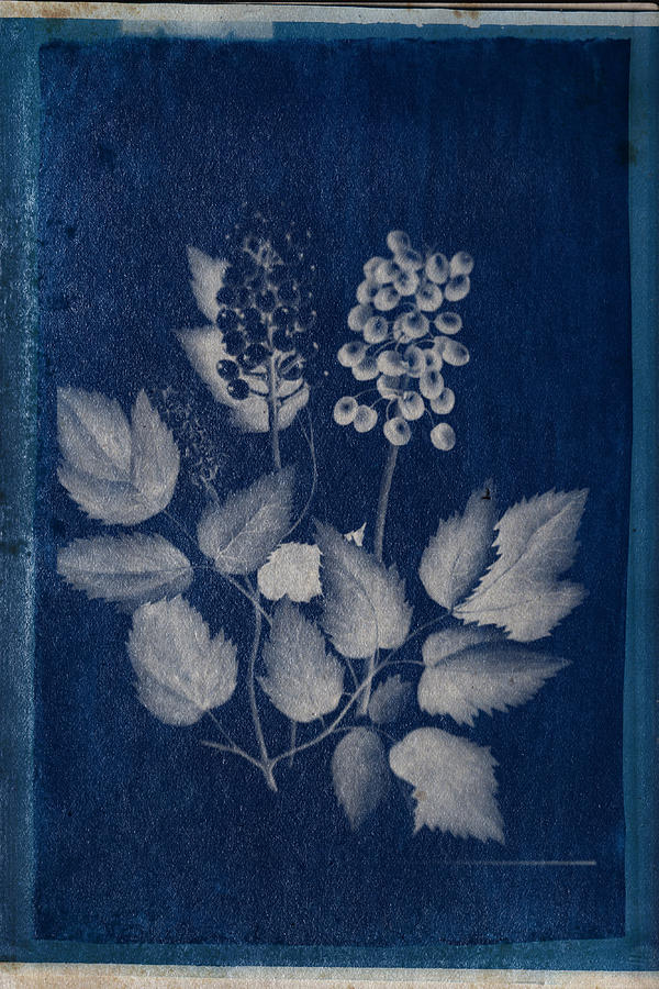 Cyanotype Photo of a plant - medical botany - 7 Photograph by Celestial Images
