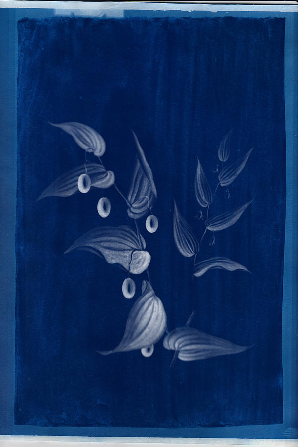 Cyanotype Photo of a plant - medical botany - 9 Photograph by Celestial Images