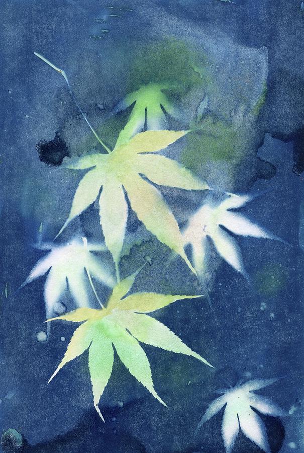 Cyantoype Maple Green Photograph by Jane Linders