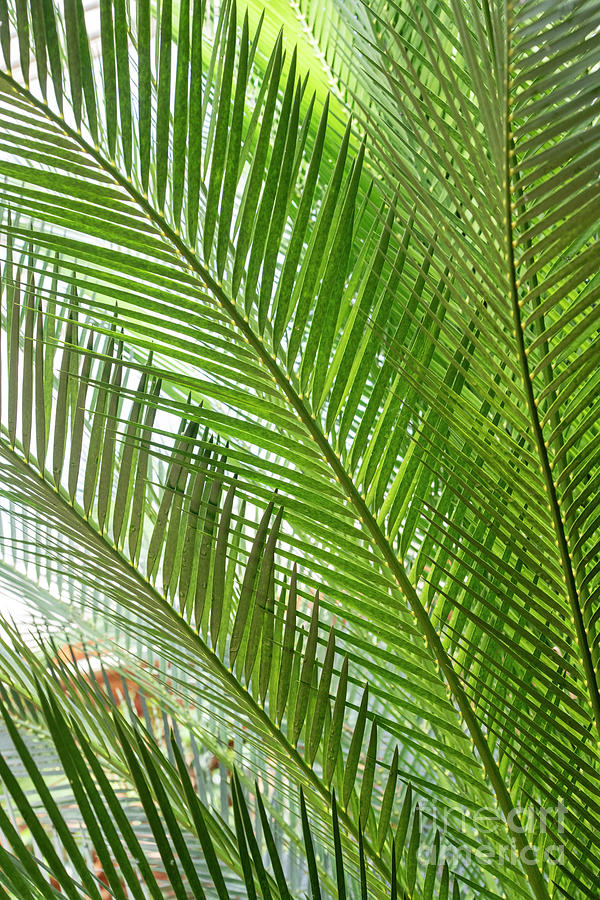 Cycad Leaves Abstract Photograph by Tim Gainey