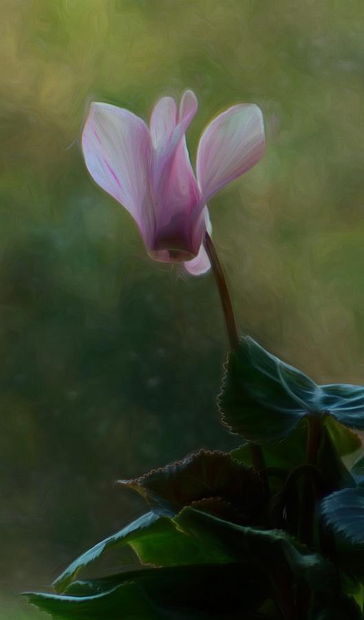 Cyclamen Blossom Photograph by Iina Van Lawick