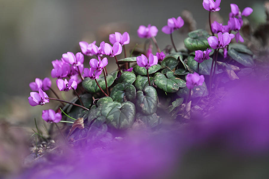 Cyclamen Coum - Eastern Sowbread Photograph by Jenny Rainbow