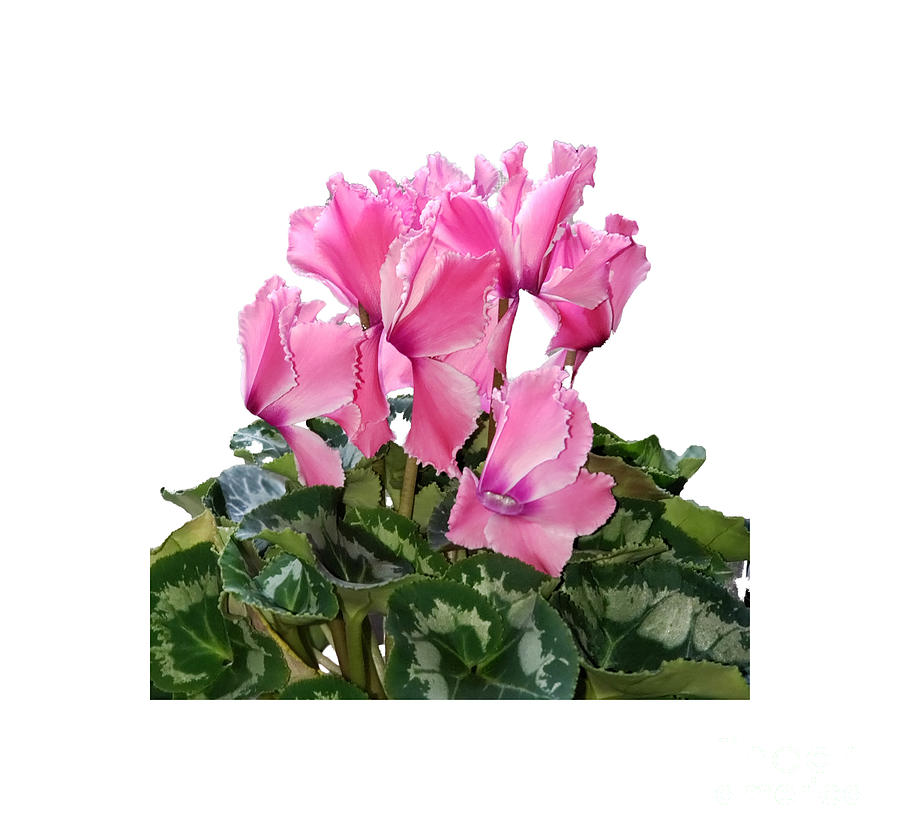 Cyclamen  Photograph by Donna Brown