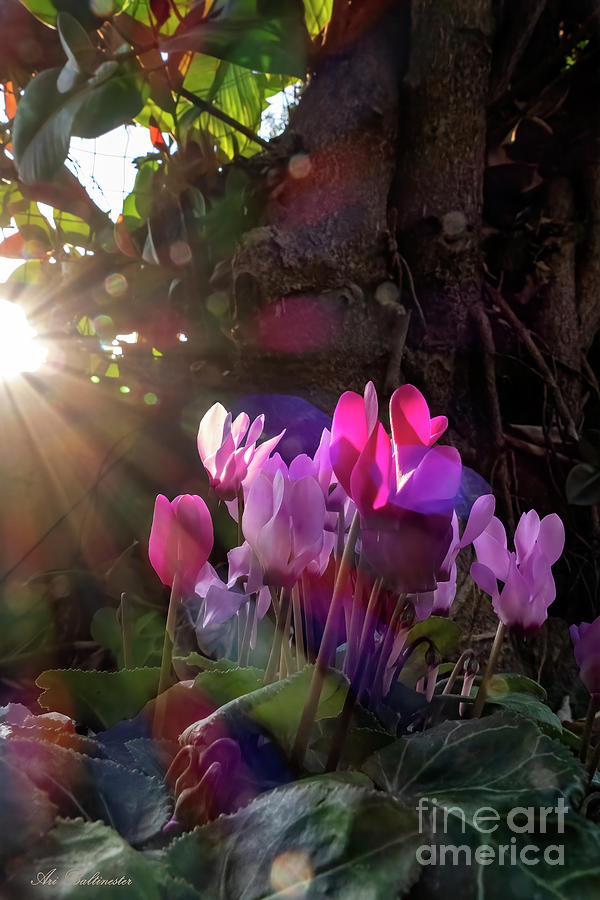 Cyclamen in the light . Photograph by Arik Baltinester