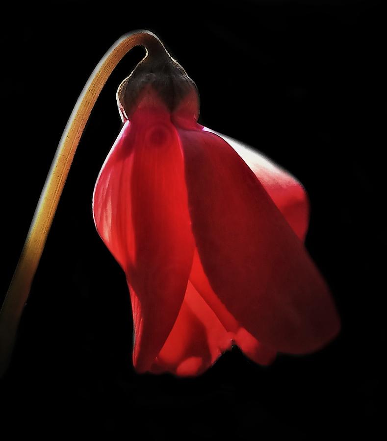 Cyclamen in the Shadows Photograph by Angela Davies