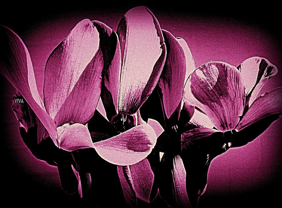 Cyclamen  Mysterious Photograph by VIVA Anderson