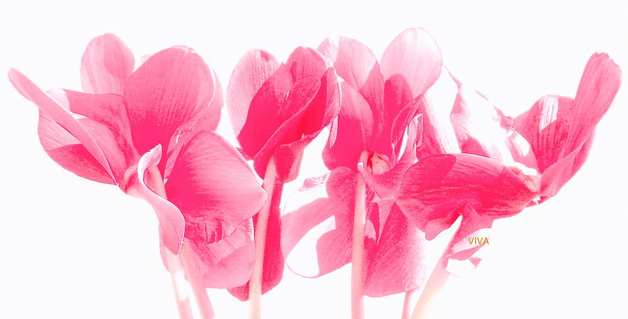 Cyclamen - RosyGlow Photograph by VIVA Anderson