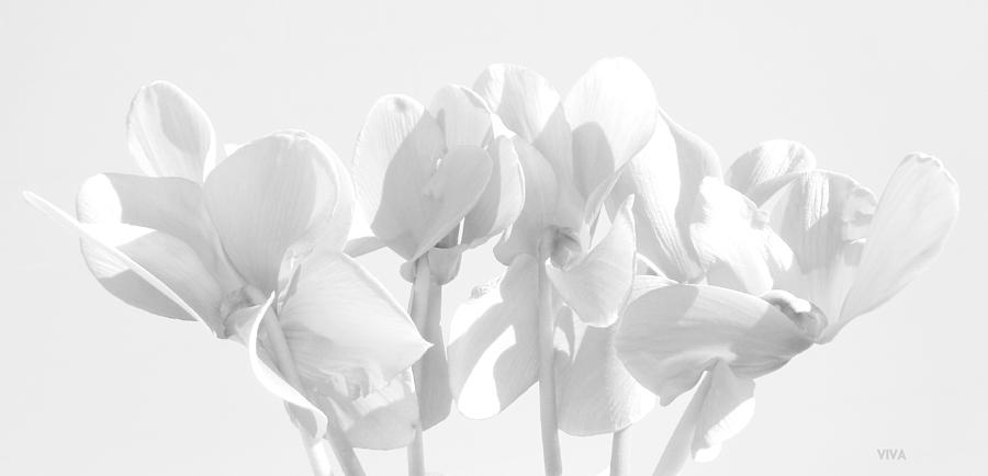 Cyclamen -  White  Photograph by VIVA Anderson