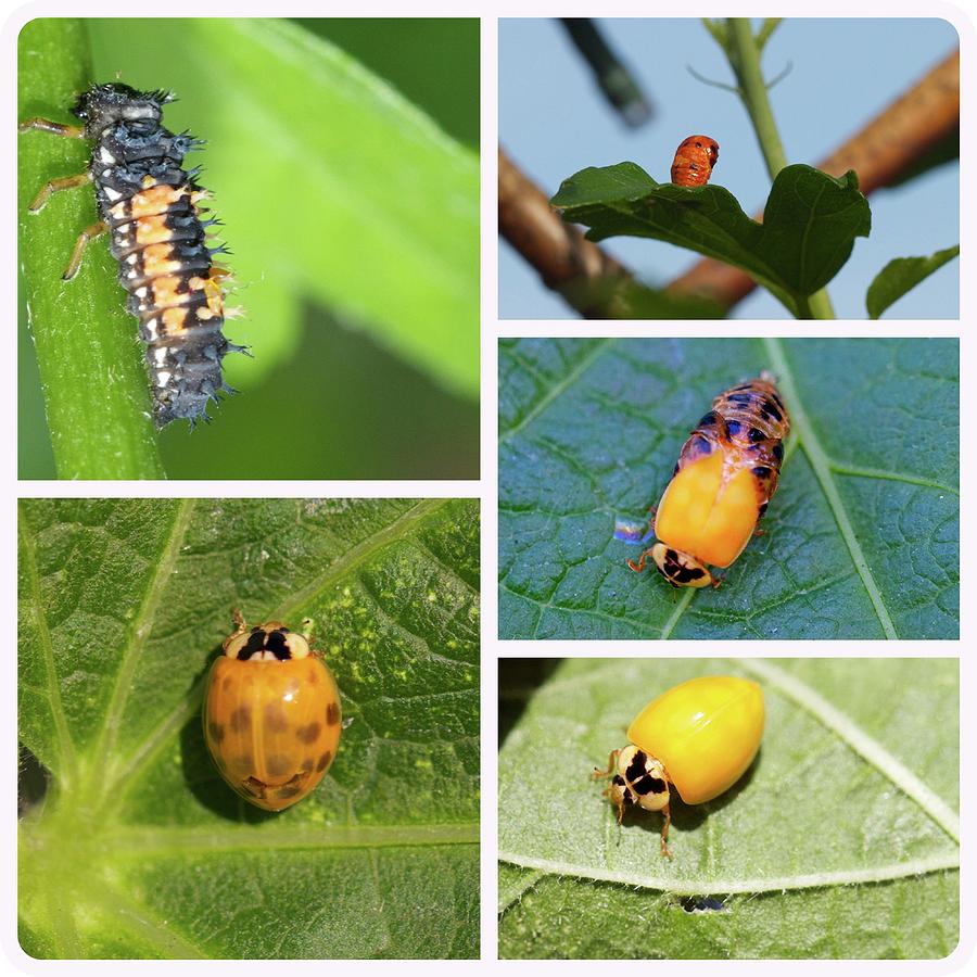 Cycle of a Ladybird Photograph by Paula Joyce - Fine Art America