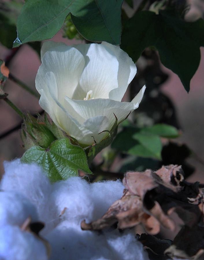 Cycle of Life-Cotton Field, Hale County, Texas Photograph by Richard Porter