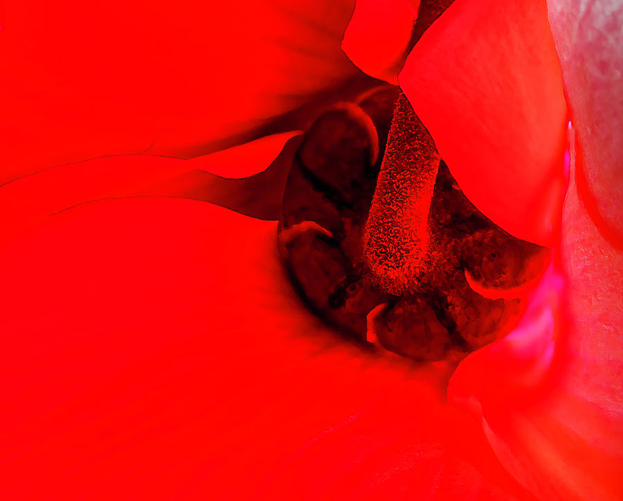 Cyclamen Photograph - Cycling Heart, Inside Cyclamen Flower by Jim Wilce