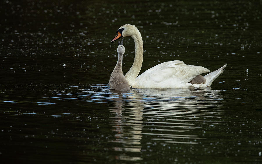 Cygnet and mother Photograph by Robert Cutrupi - Fine Art America