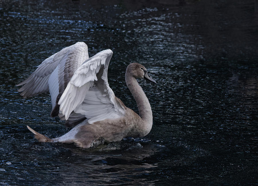 Cygnet On A Lake Photograph by Jeff Townsend