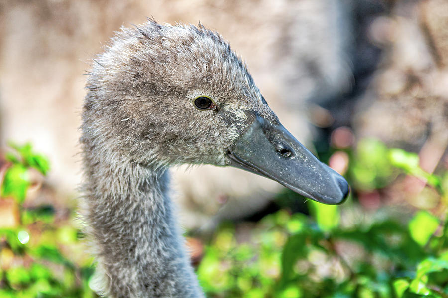 Cygnet Profile Photograph by Donald Lanham - Pixels