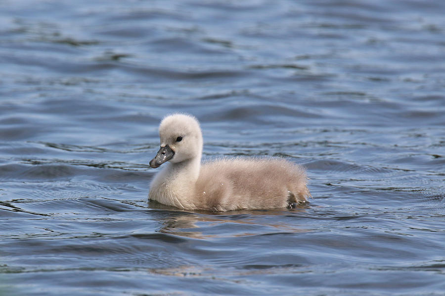 Cygnet Photograph by Sue Feldberg - Fine Art America