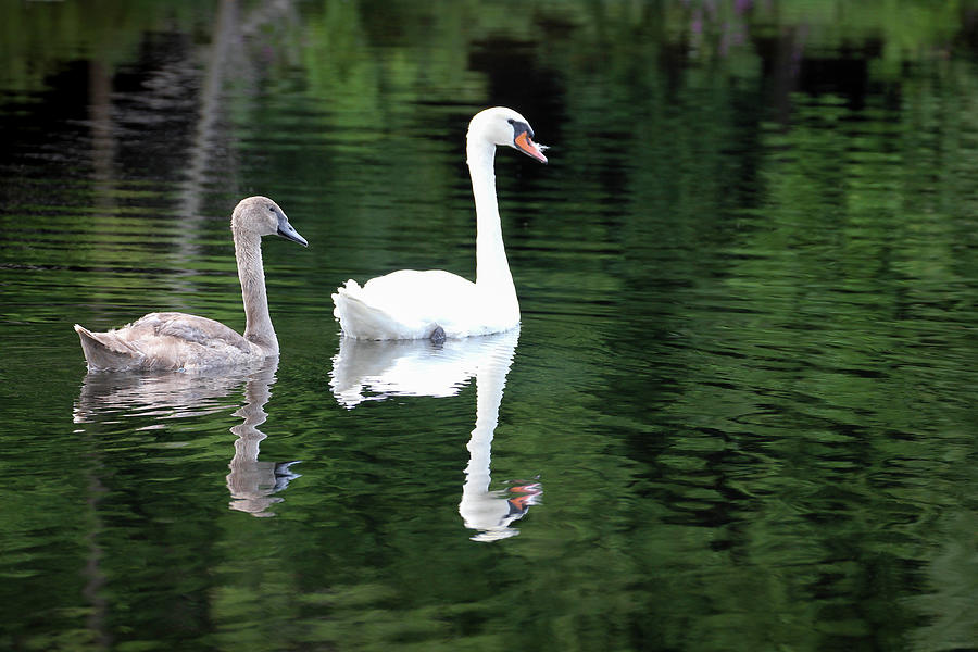 Cygnet with Mom Photograph by Robert Carter