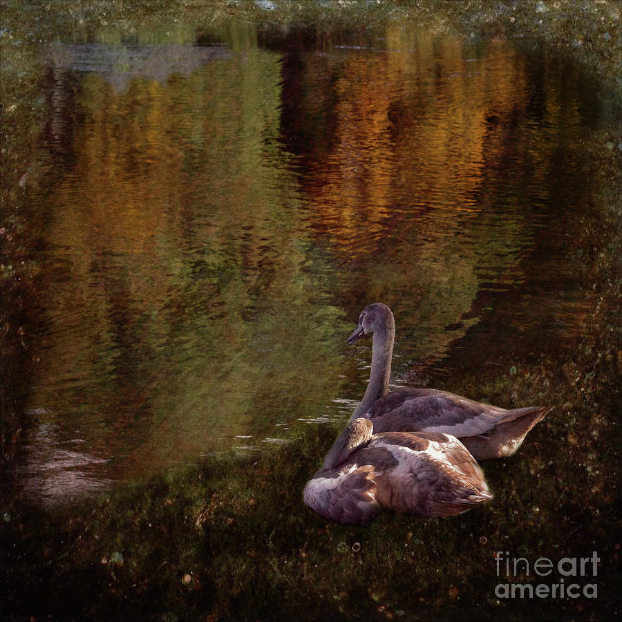 Cygnets beside the pond Photograph by Yvonne Johnstone