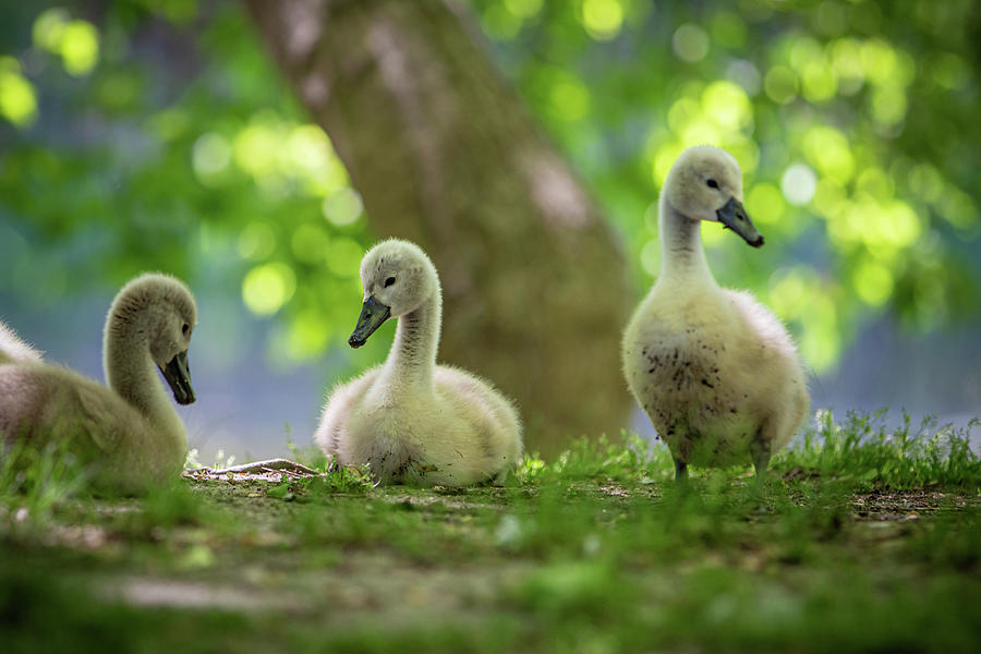 Cygnets Photograph by Erin O'Keefe - Fine Art America