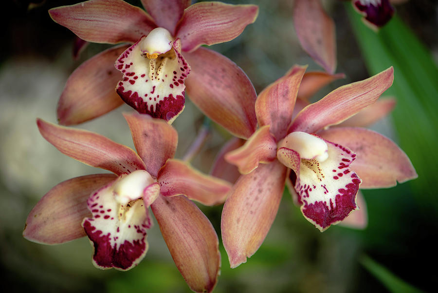 Cymbidium Grex Orchids Photograph by Debra Kewley