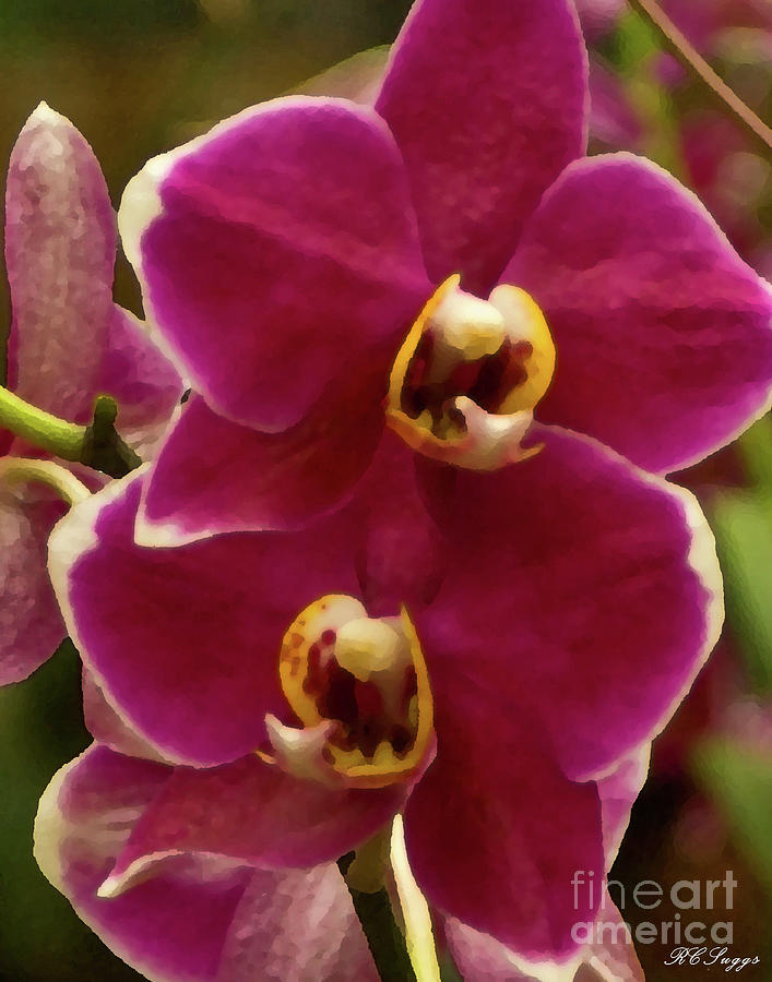 Cymbidium Orchid Photograph by Robert Suggs