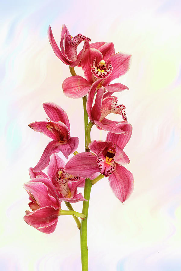 Cymbidium Orchid with Textured Background Photograph by Michele Baxley ...