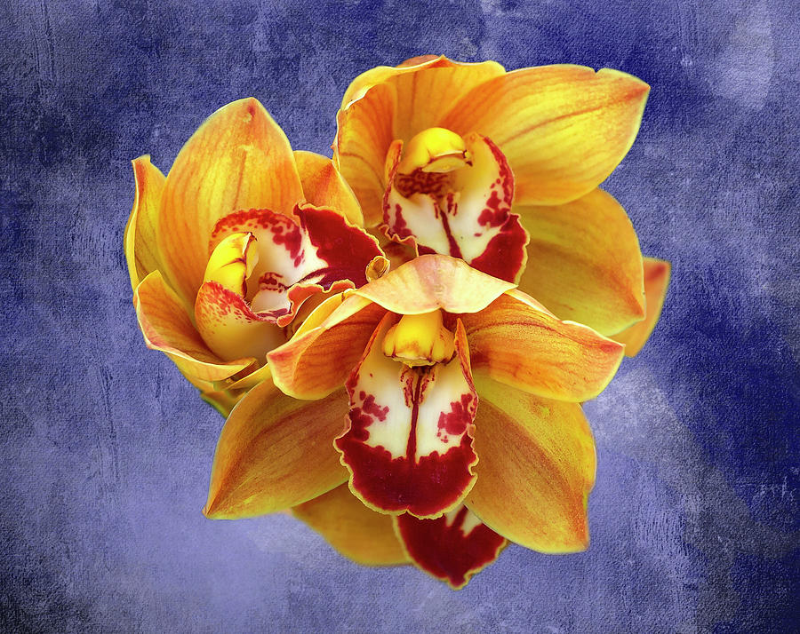 Cymbidium Orchids Photograph by Cate Franklyn