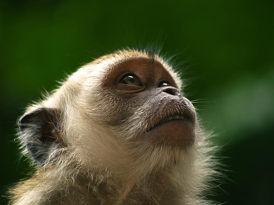 Cynomolgus Monkey Photograph by Erik Veland