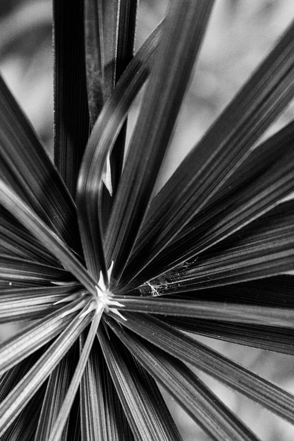 Cyperus alternifolius Photograph by W Craig Photography