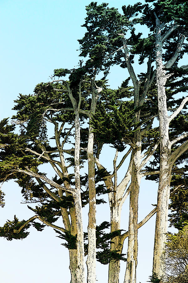 Tree Photograph - Cypress 4 by Beth Taylor