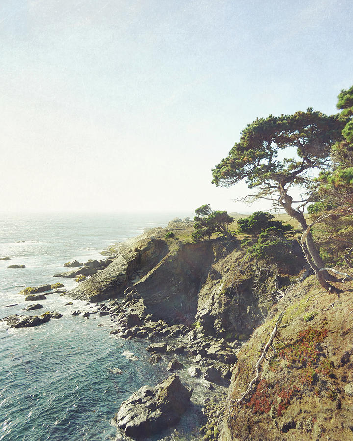 Cypress Above Rocky Coast Photograph by Lupen Grainne