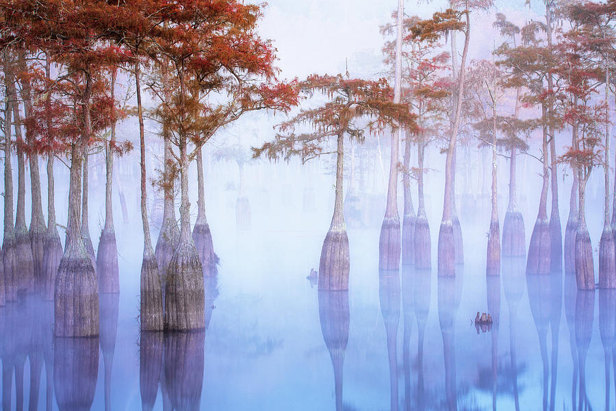 Cypress at Down with Fog Photograph by Alex Mironyuk