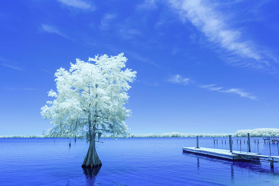 Cypress at Elliotts Landing-Infrared Photograph by Charles Hite