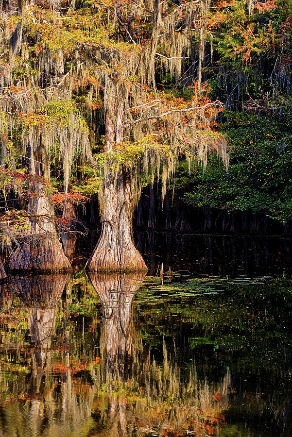 Cypress Color Caddo Lake Photograph by JC Findley