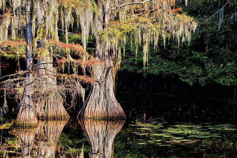 Cypress Color Reflections Photograph by JC Findley