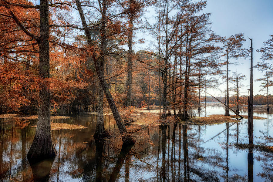 Cypress Cove Autumn Photograph by Susan Rissi Tregoning