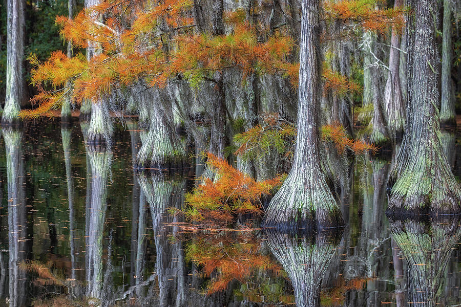 Cypress Photograph by Ekaterina Romanova - Fine Art America