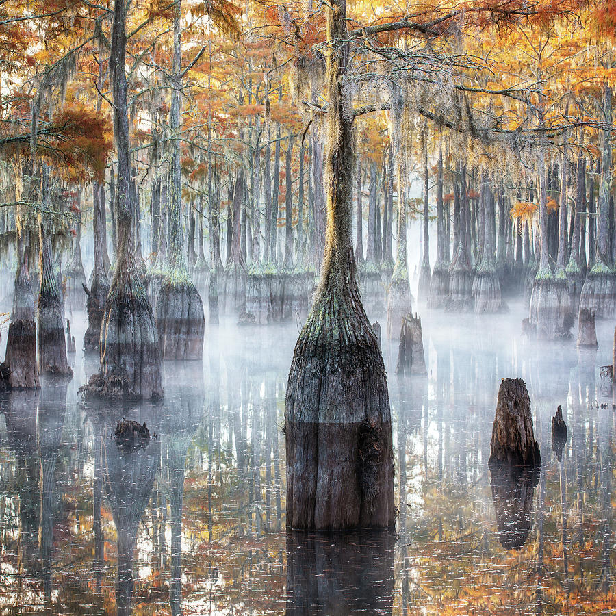 Cypress Forest - 1 Photograph by Alex Mironyuk