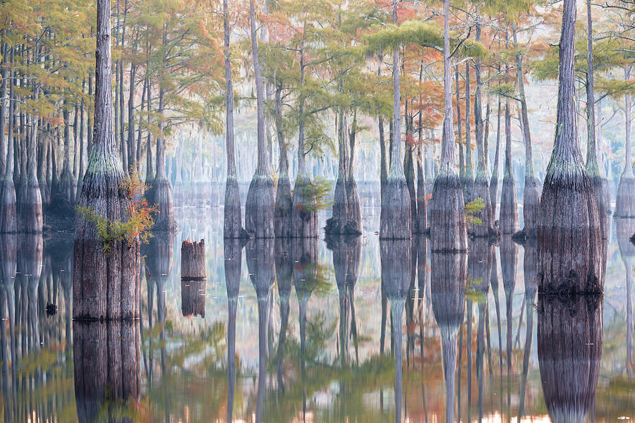 Cypress Forest Reflection - 2 Photograph by Alex Mironyuk - Fine Art ...